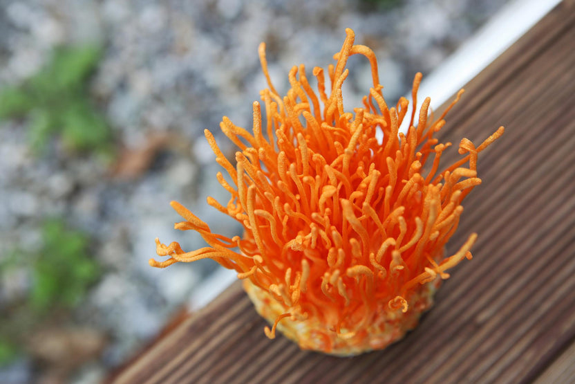 Close-up of a Cordyceps plant on a wooden surface with a blurred natural background