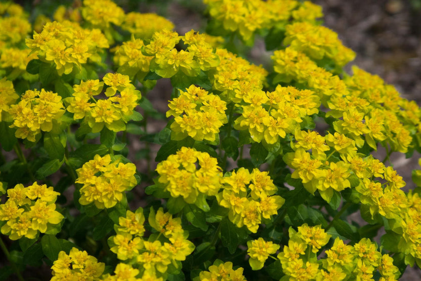 Close-up of Rhodiola rosea flowers with a blurred background